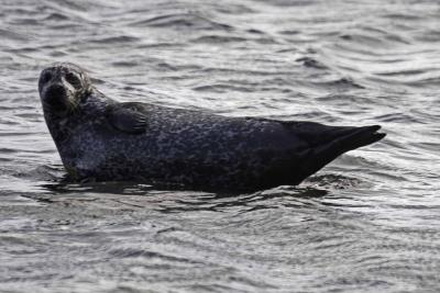 Seal basking in bay near Brodick