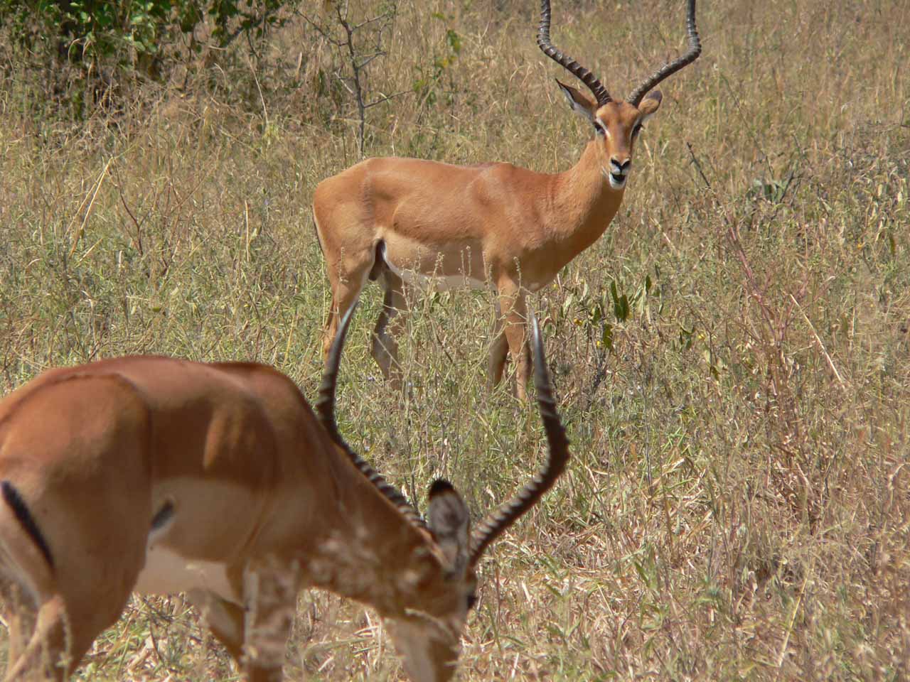 impala1.jpg