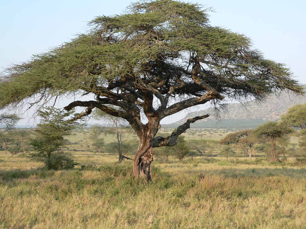 leopard tree.jpg