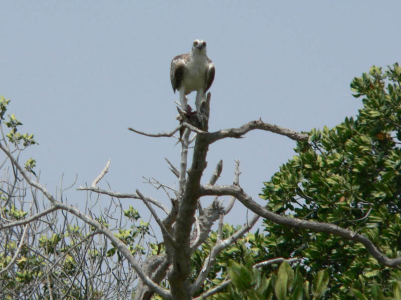 aigle pcheur dans la mangrove de godoriya.jpg