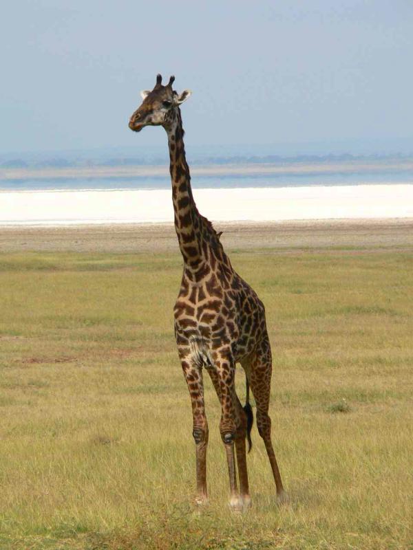 girafe3.jpg