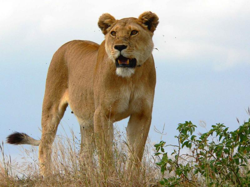 lionne1.jpg