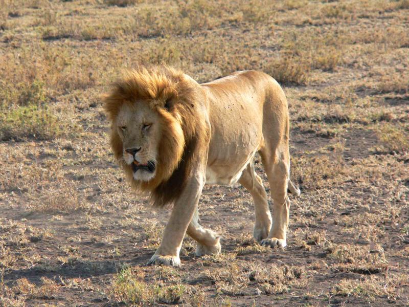 lion3.jpg