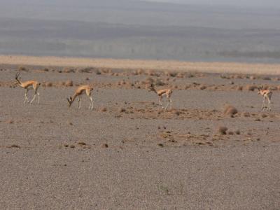  gazelles dorcas.jpg