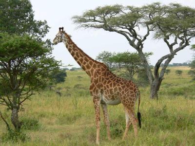 girafe masaï.jpg
