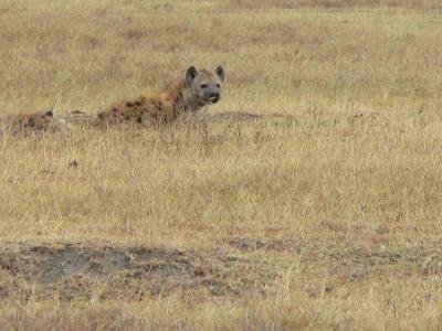hyene 2.jpg