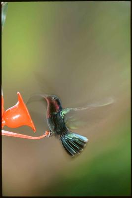 colibri 1.jpg