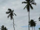 palmier torsad.jpg
