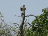 aigle pcheur dans la mangrove de godoriya.jpg