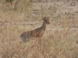 dik-dik2.jpg