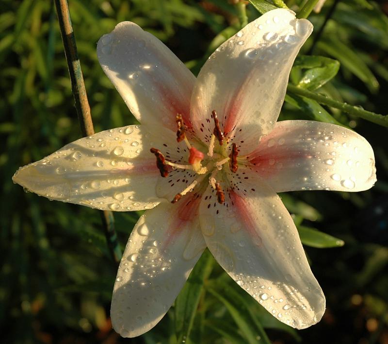 Lilium (lily)