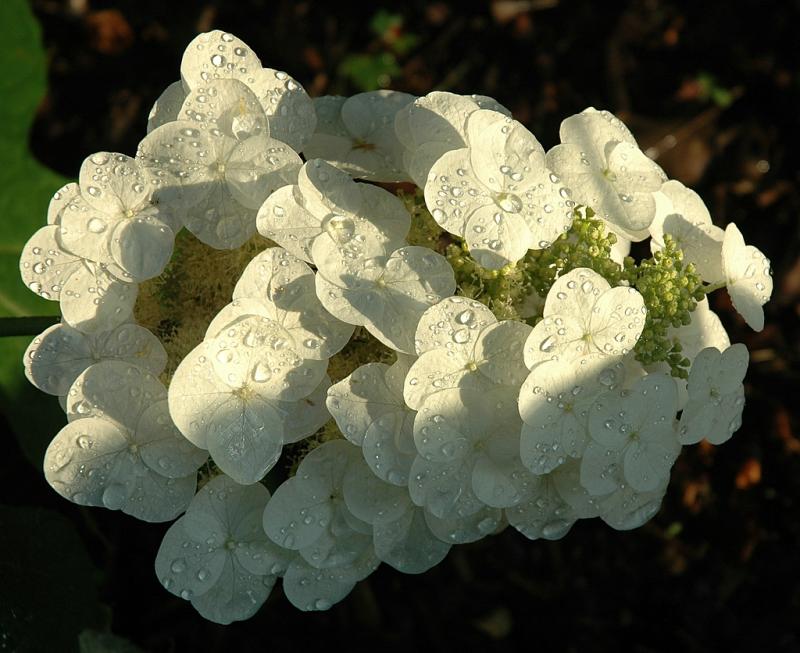 Hydranger, Hydrangea