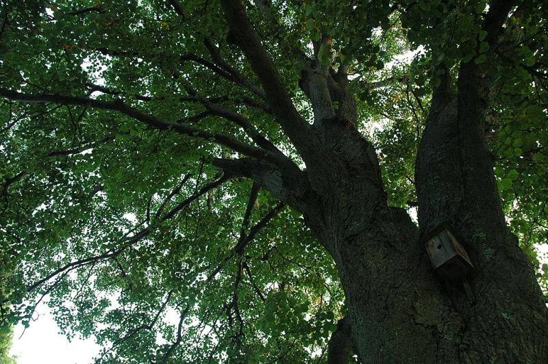 Linden Tree