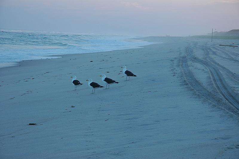 Evening Gulls on Fire Island