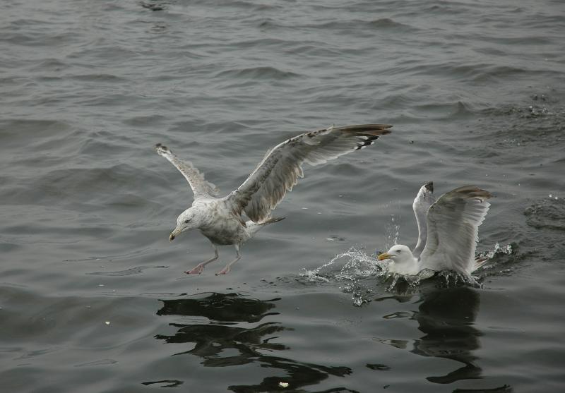 two seagulls