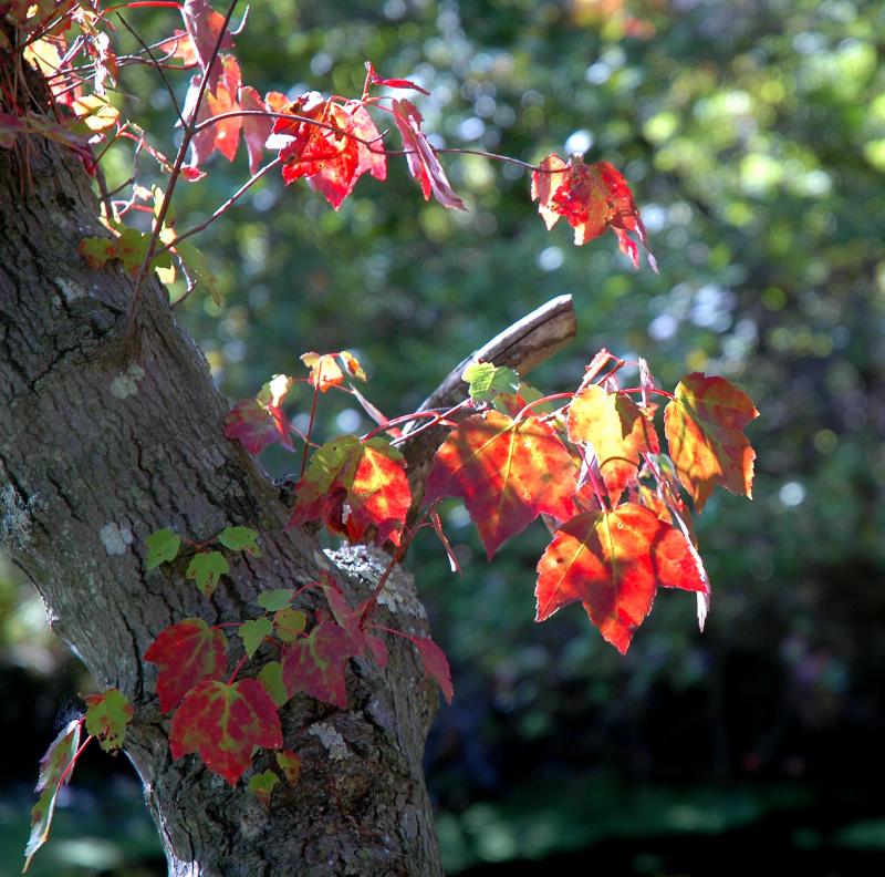 autumn begins