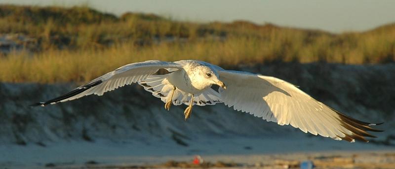 ring-billed gull at sunset