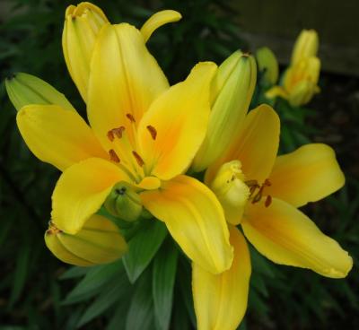 Lilium (lily)