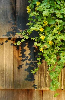 creeping jenny