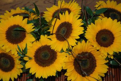 sunflowers