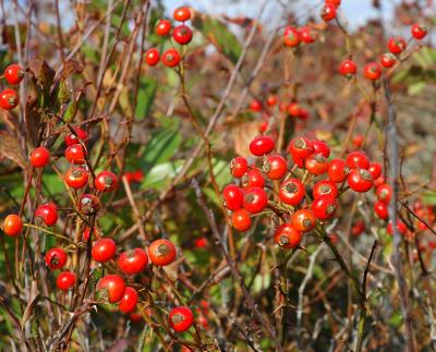 winter beach berries