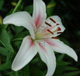 White Lily