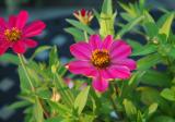 zinnias