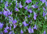 Lobelia, the color Violet