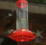 hummingbirds