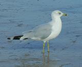 Ring-billed Gull