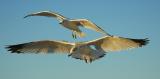 ring-billed gulls