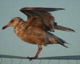 immature gull