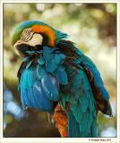 Parrot at Happy Hollow Zoo