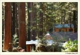 Redwoods