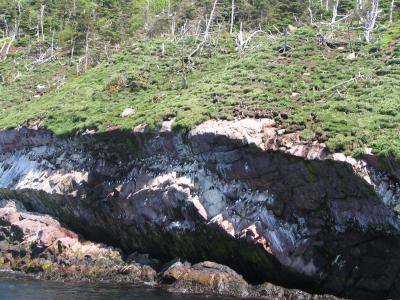 Bird Island 8.JPG