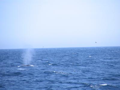 Humpback blows it's spout.JPG