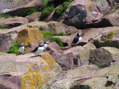 Puffins 2.JPG