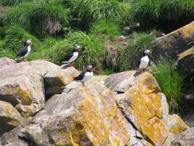 Puffins 3.JPG