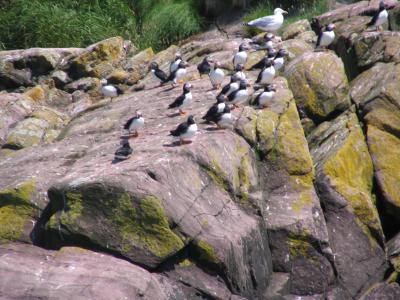 Puffins 4.JPG