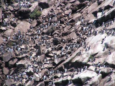 Puffins 5.JPG