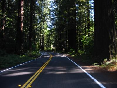 Avenue of the Giants, CA 1.JPG