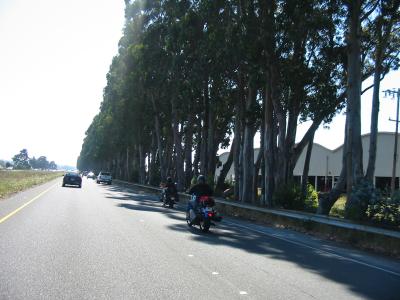 Rows of Eucalyptus trees, Eureka CA.JPG