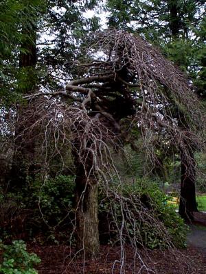 Tree 3.jpg