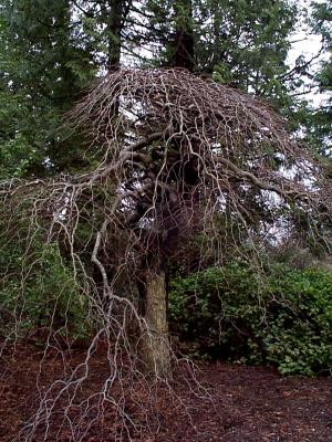 Tree 4.jpg