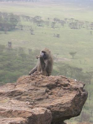 A Baboon resting on the edge of a rock