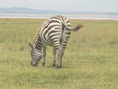 A Zebra grazing