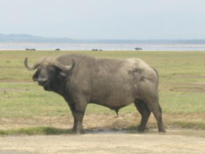 A water buffallo