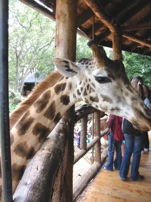 Giraffe looking for food