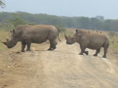 Rhino using the safe cross code
