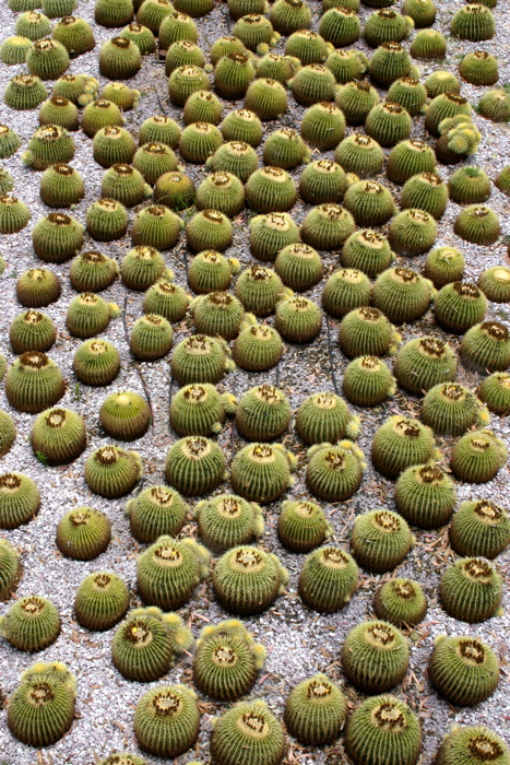 Getty Center - Barrel Cactus